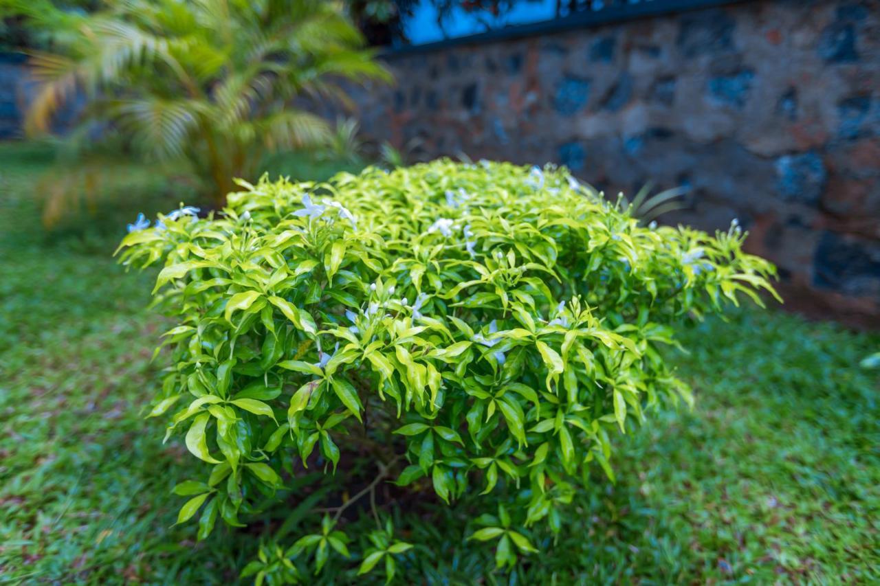 Shine Wave Turtle Beach Tangalle Exterior foto