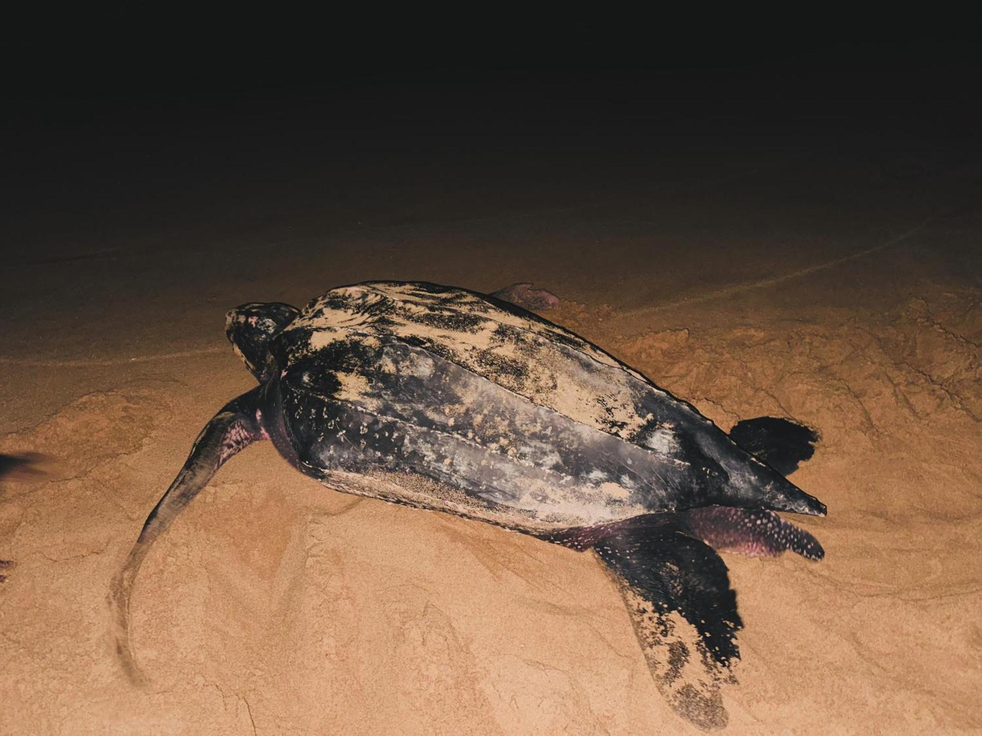 Shine Wave Turtle Beach Tangalle Exterior foto