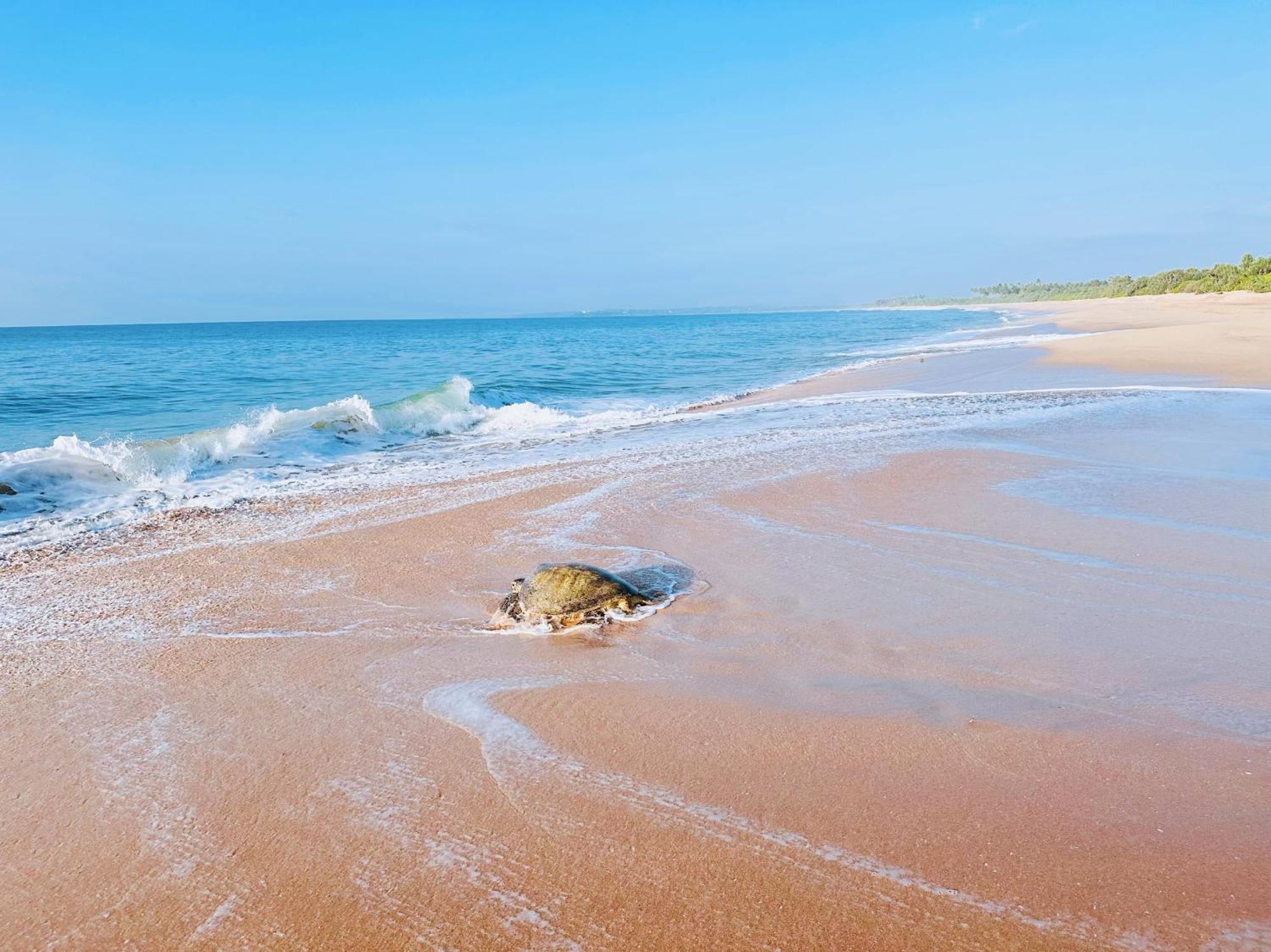 Shine Wave Turtle Beach Tangalle Exterior foto