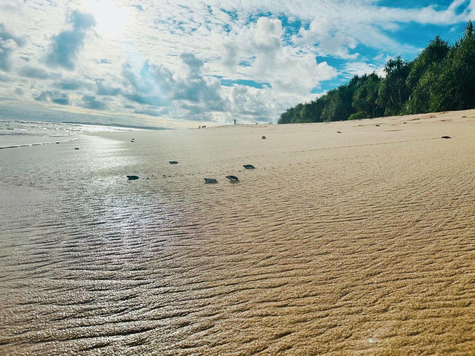 Shine Wave Turtle Beach Tangalle Exterior foto