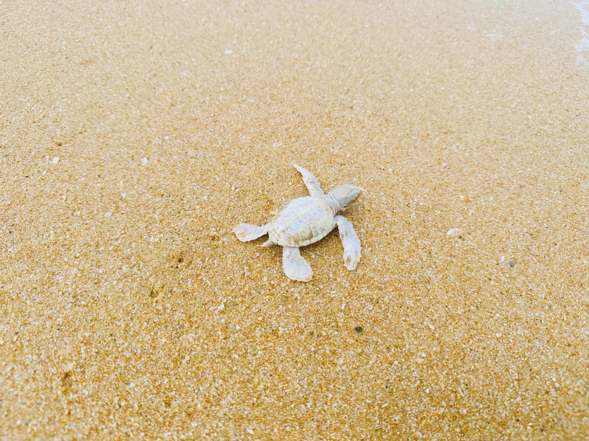 Shine Wave Turtle Beach Tangalle Exterior foto